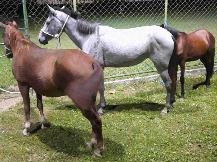 Camacã: Prefeitura intensifica apreensão de animais soltos pelas vias públicas da cidade